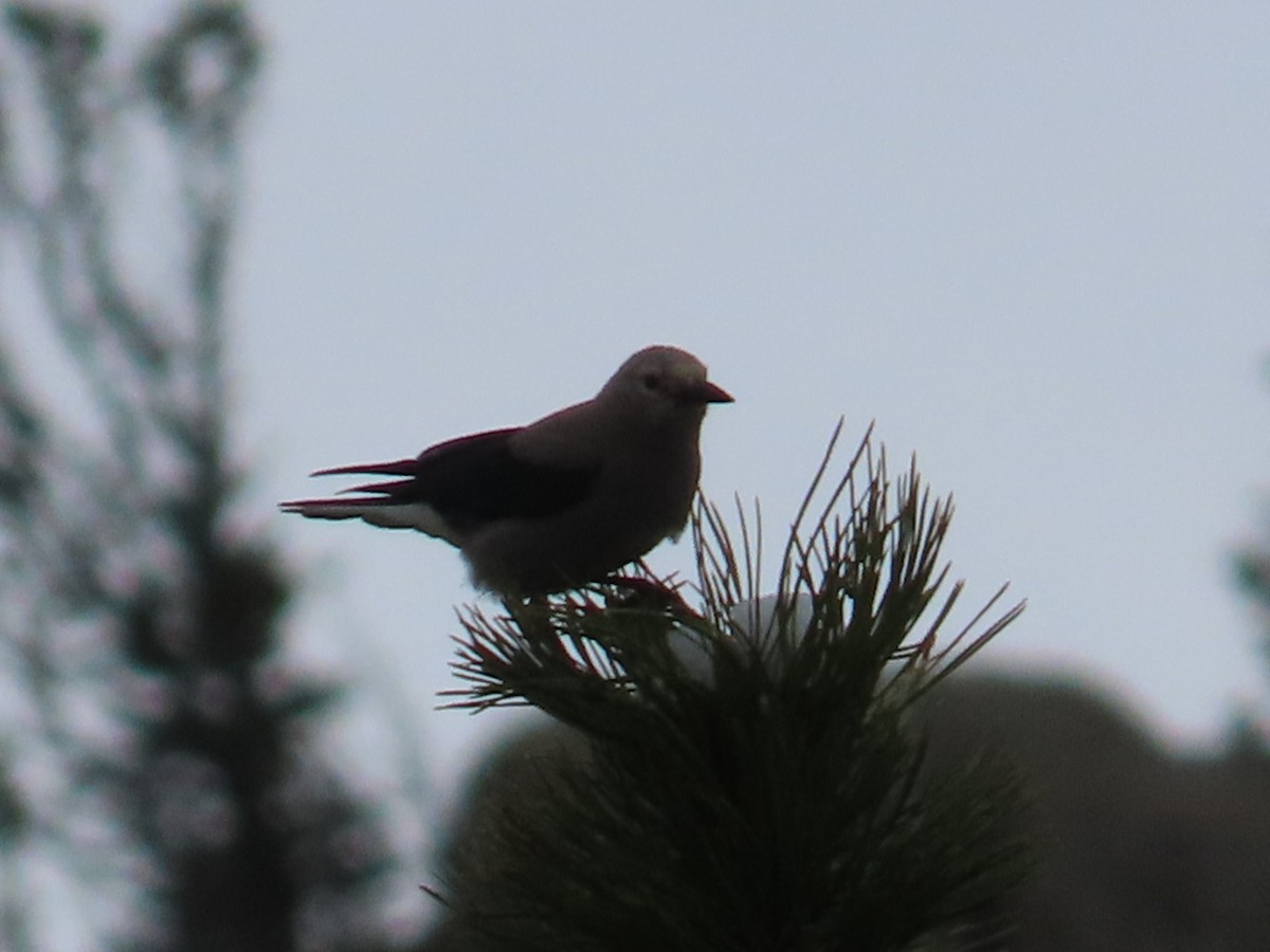 Clark's Nutcracker - Edward Raynor