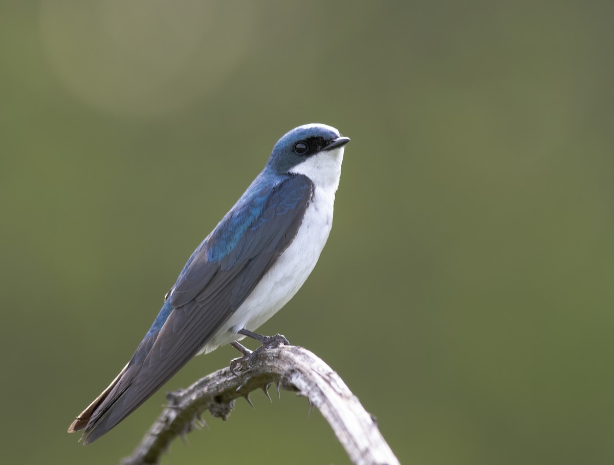 Tree Swallow - ML618116224