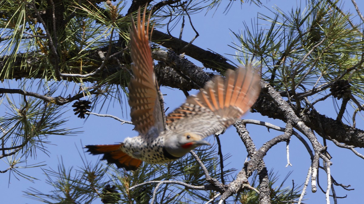 Northern Flicker (Red-shafted) - ML618116233