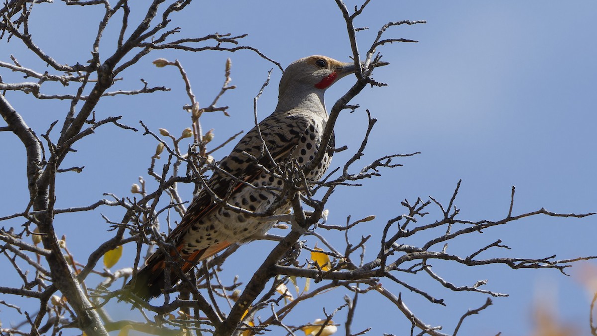 Northern Flicker (Red-shafted) - ML618116235