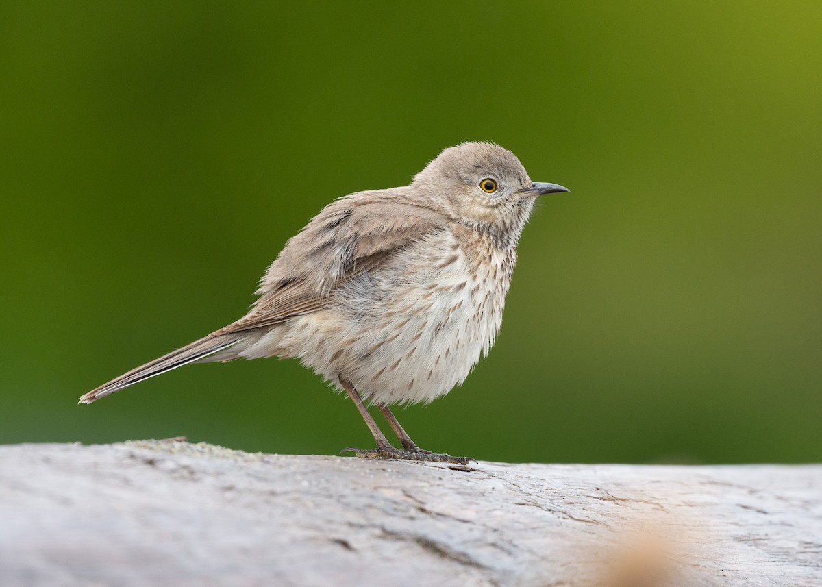 Sage Thrasher - ML618116289