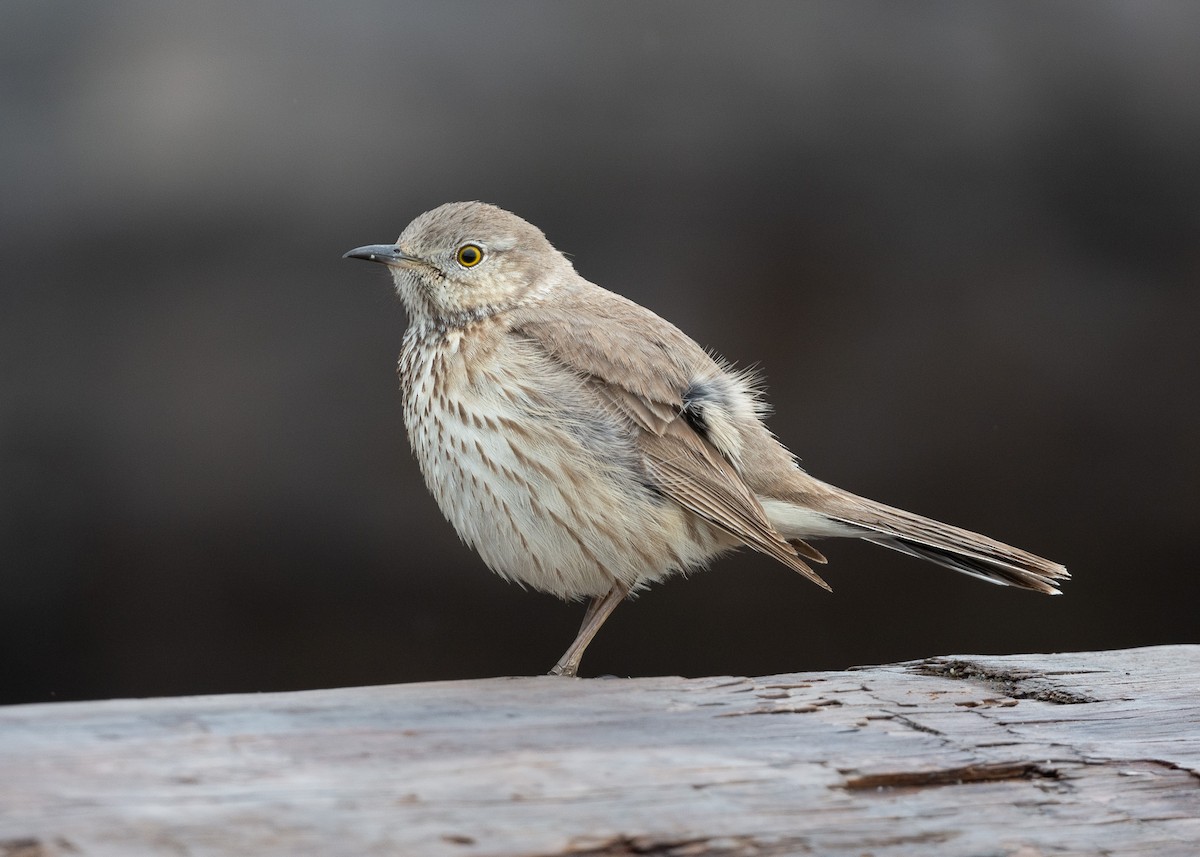 Sage Thrasher - ML618116290