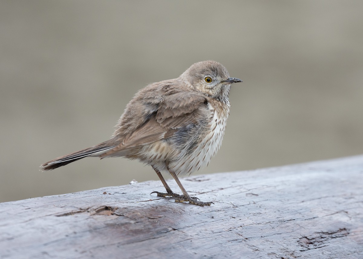 Sage Thrasher - ML618116291