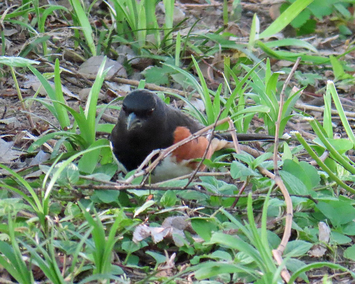 Eastern Towhee - ML618116311