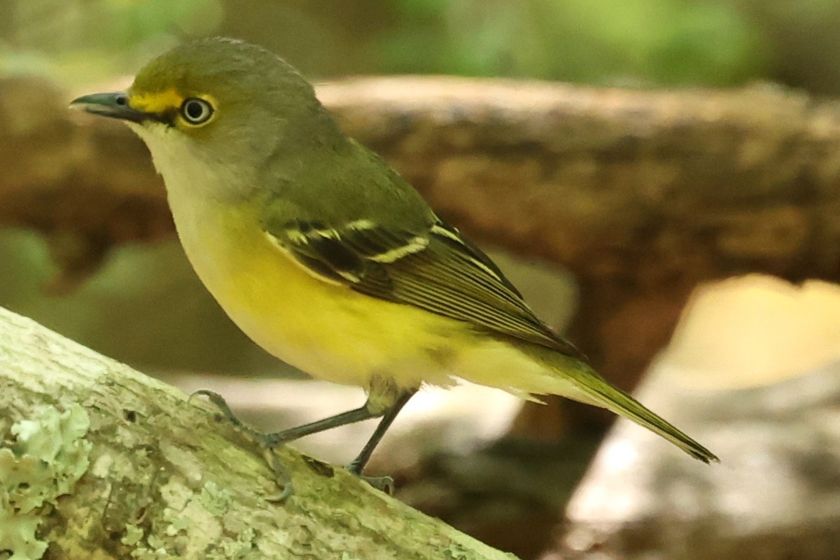 White-eyed Vireo - Duane Yarbrough