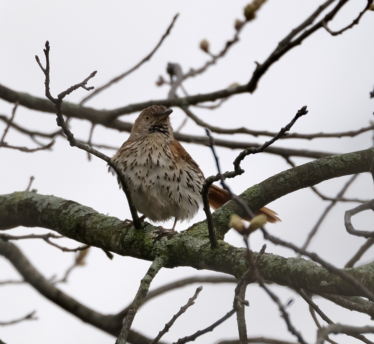 Brown Thrasher - Cherie F