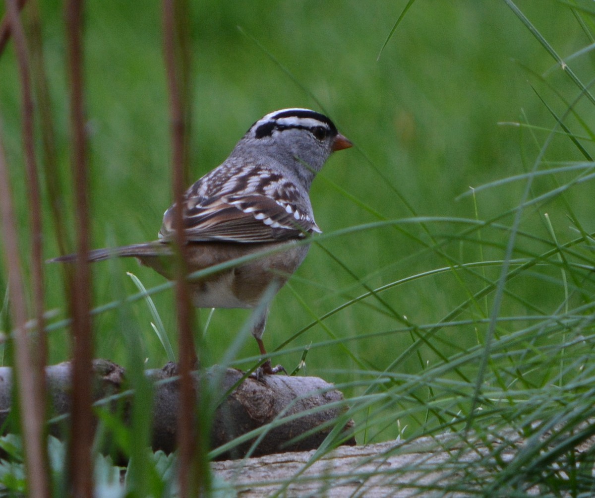 White-crowned Sparrow - Paul Messing