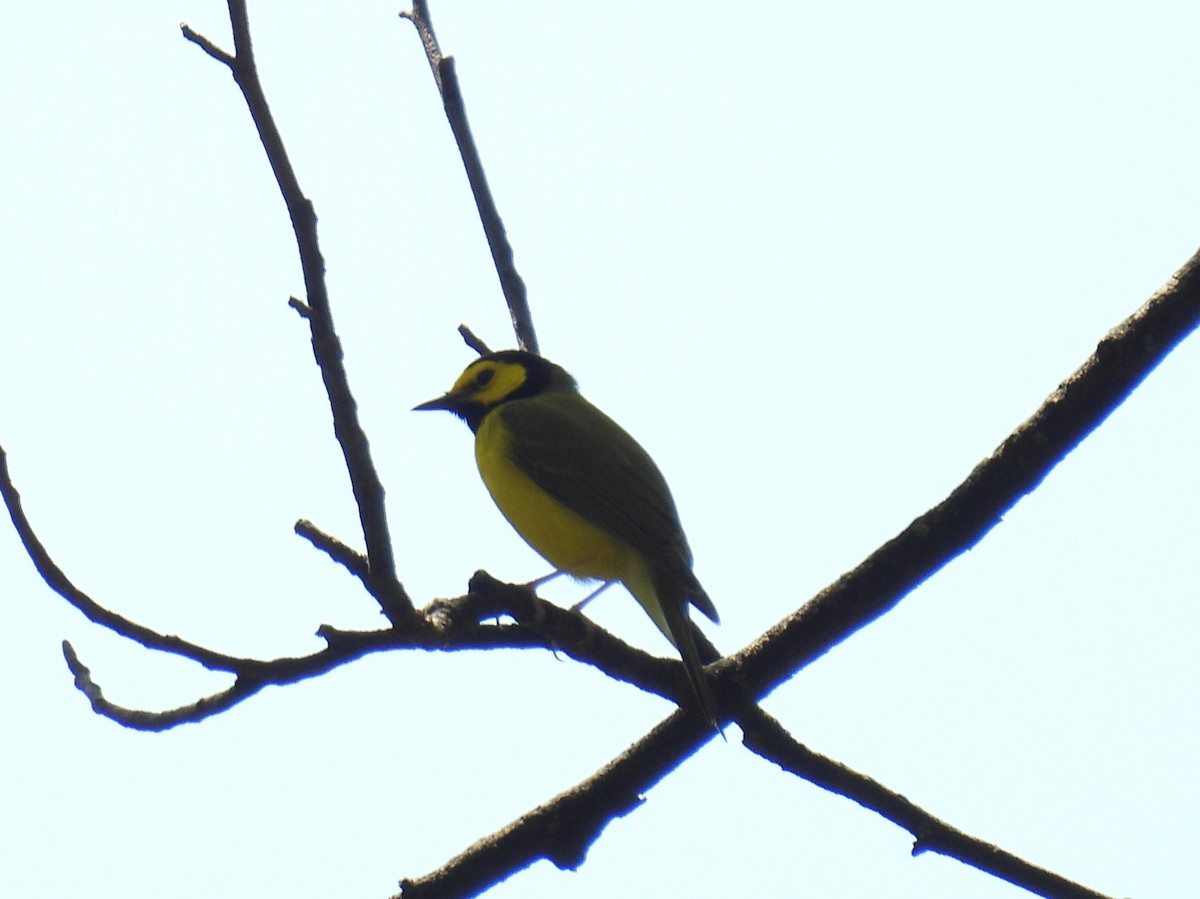 Hooded Warbler - Cynthia Nickerson