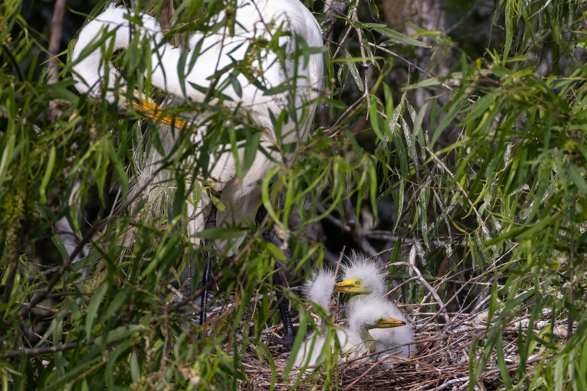 Great Egret - L&J Meyer