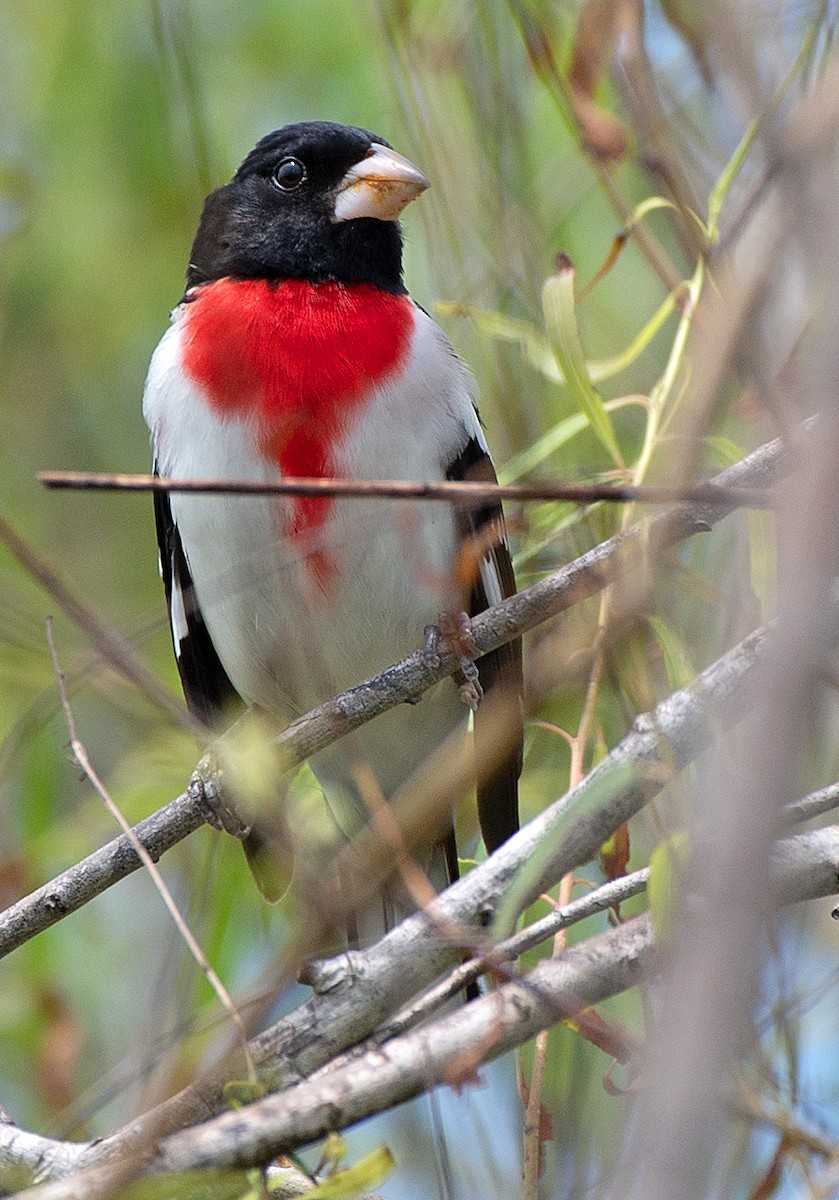 Rose-breasted Grosbeak - Kenneth Butler