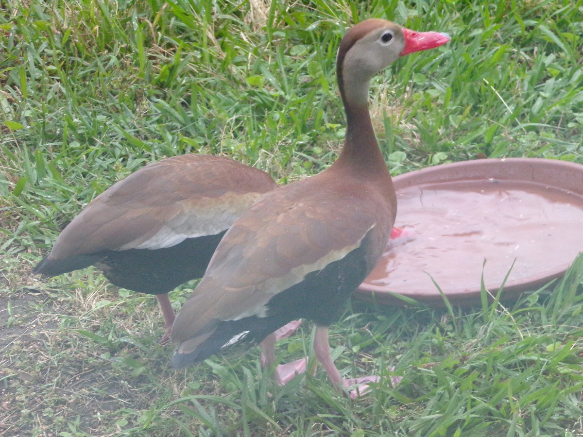 Black-bellied Whistling-Duck - Texas Bird Family