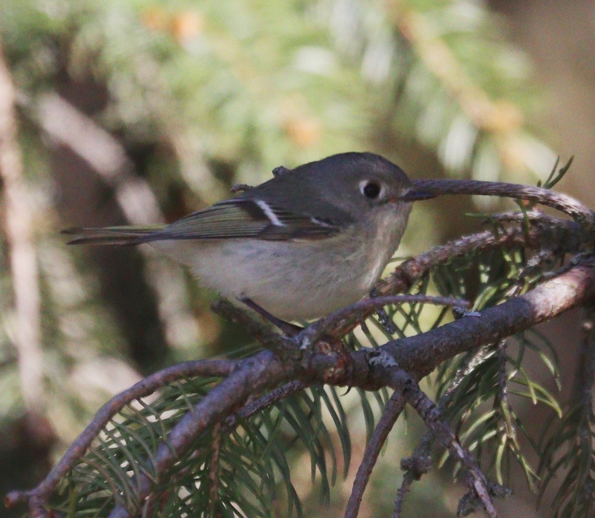 Ruby-crowned Kinglet - Hélène Crête