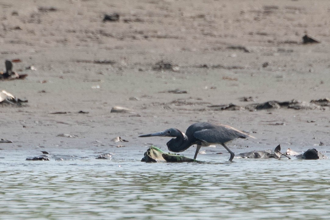 Tricolored Heron - Andrea Heine