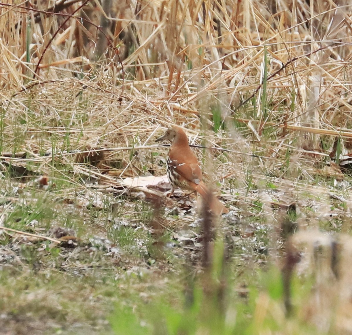 Brown Thrasher - Lynda Noel