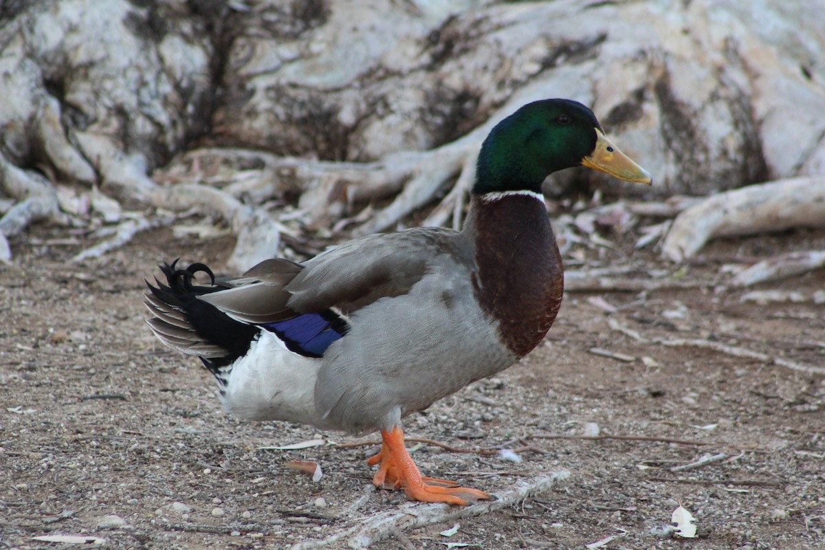 Mallard (Domestic type) - Eliseo Moreno