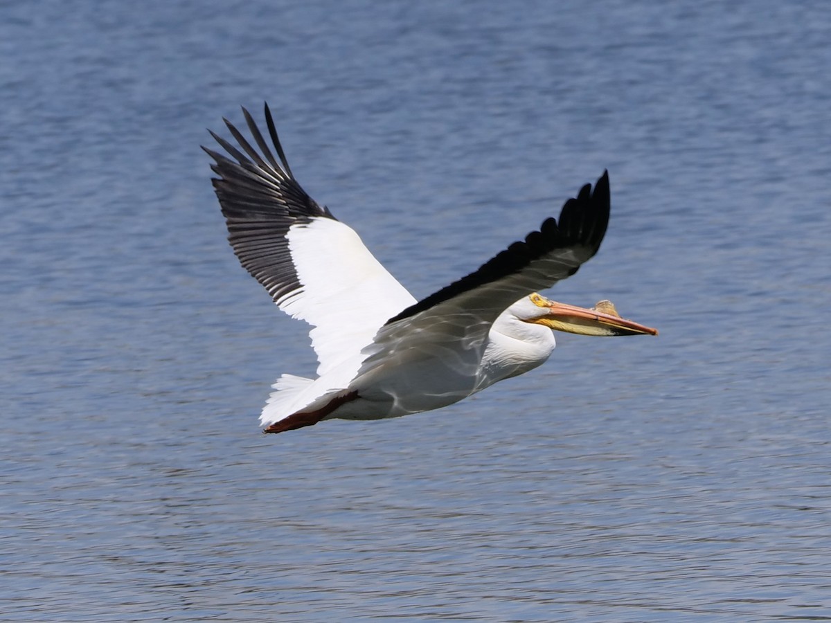 American White Pelican - Karen Coupland