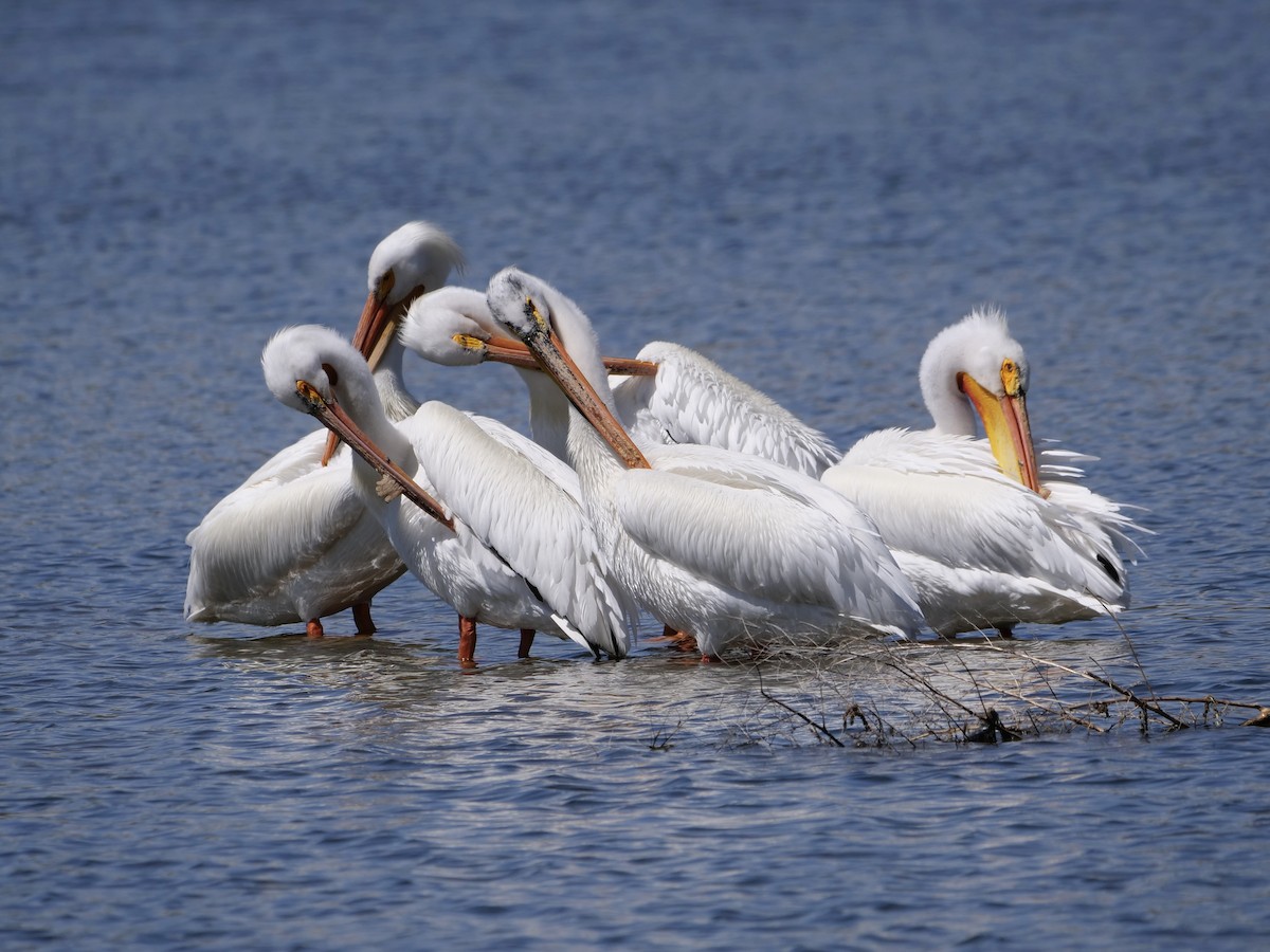 American White Pelican - Karen Coupland