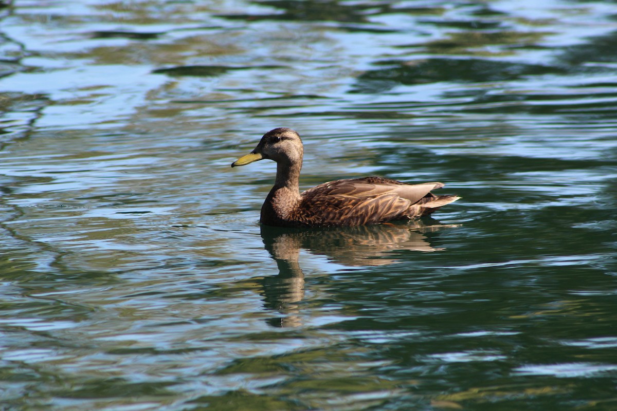 Mexican Duck - ML618116519