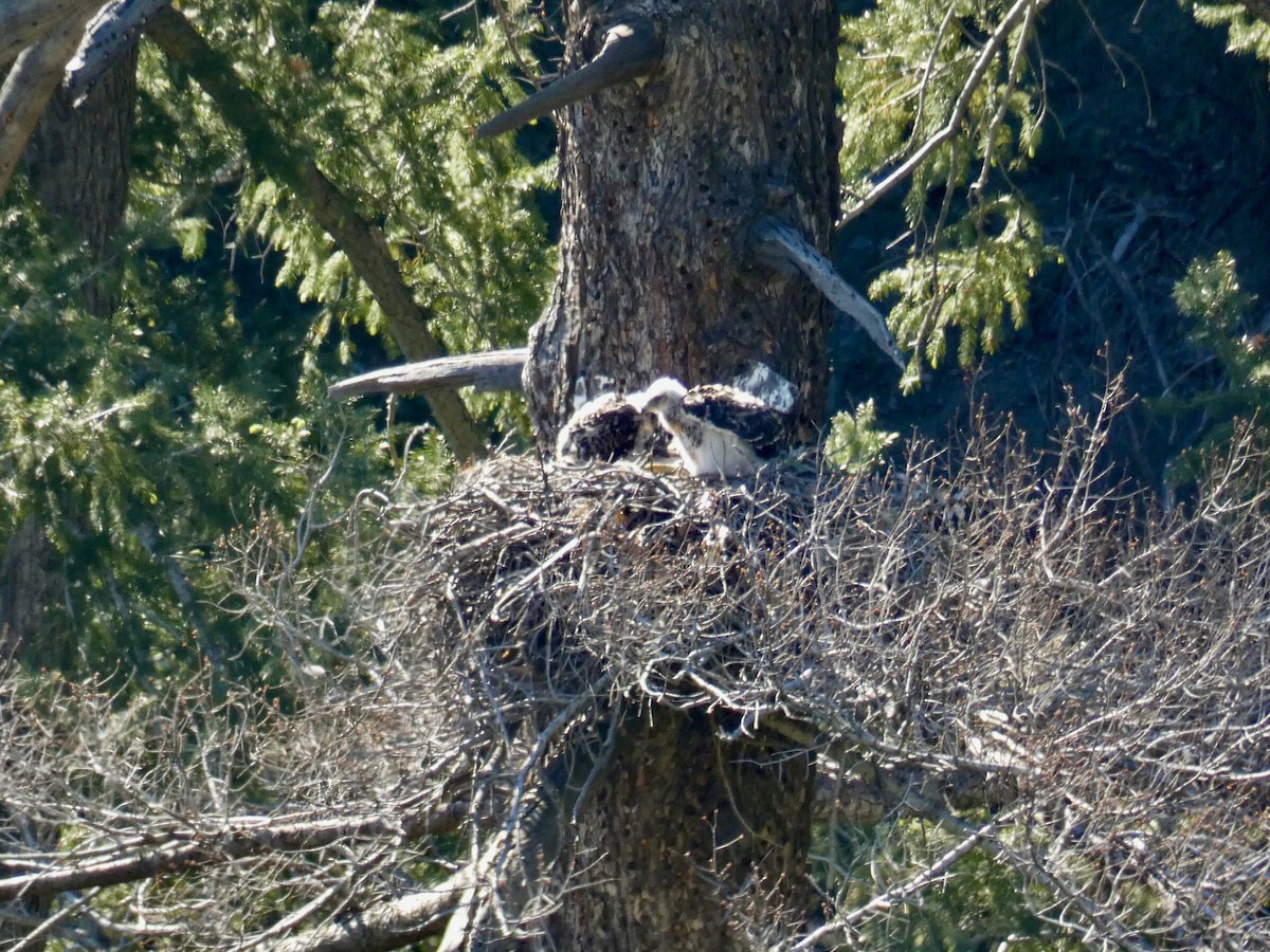 Red-tailed Hawk - Reeve Cowne