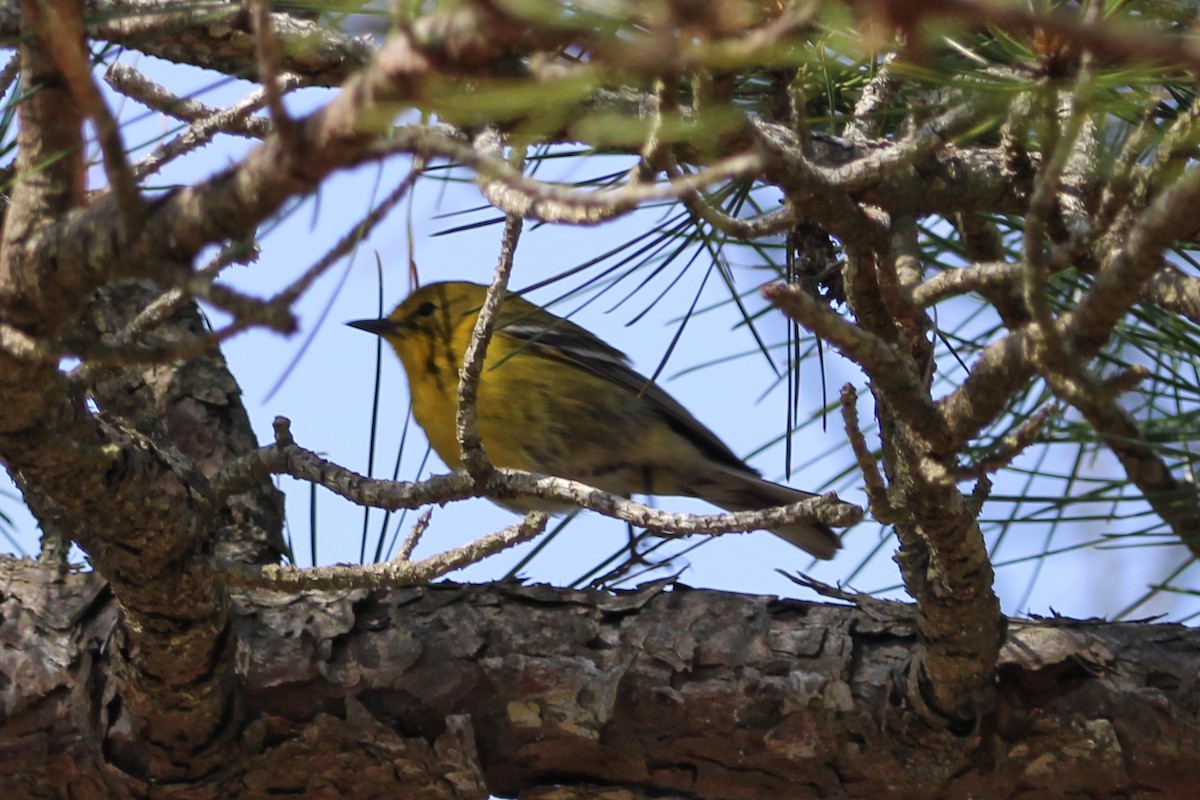 Pine Warbler - ML618116537