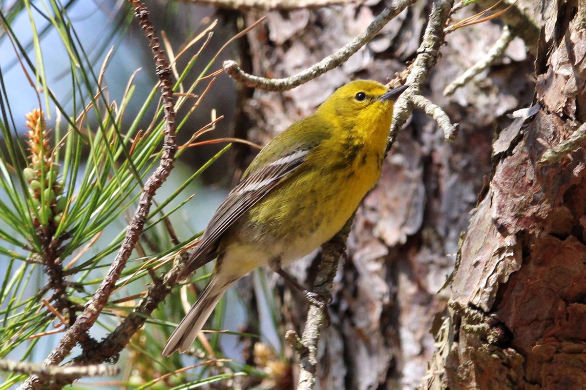 Pine Warbler - ML618116538