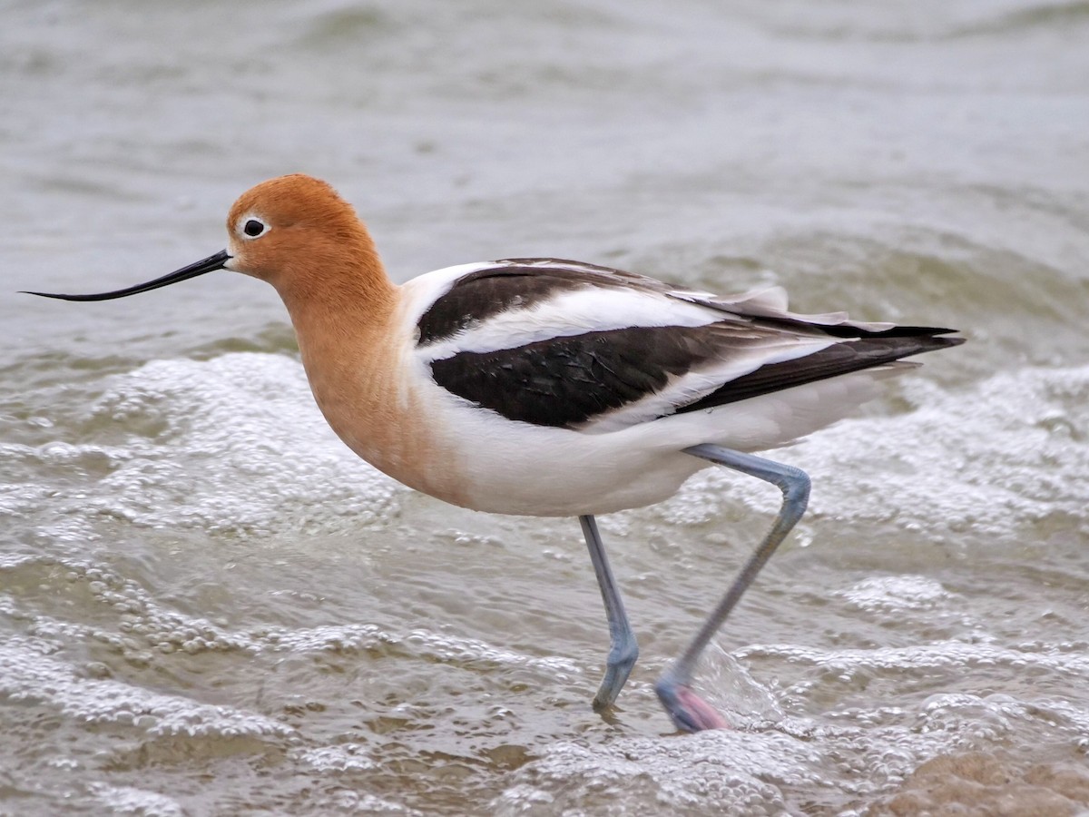 American Avocet - ML618116540