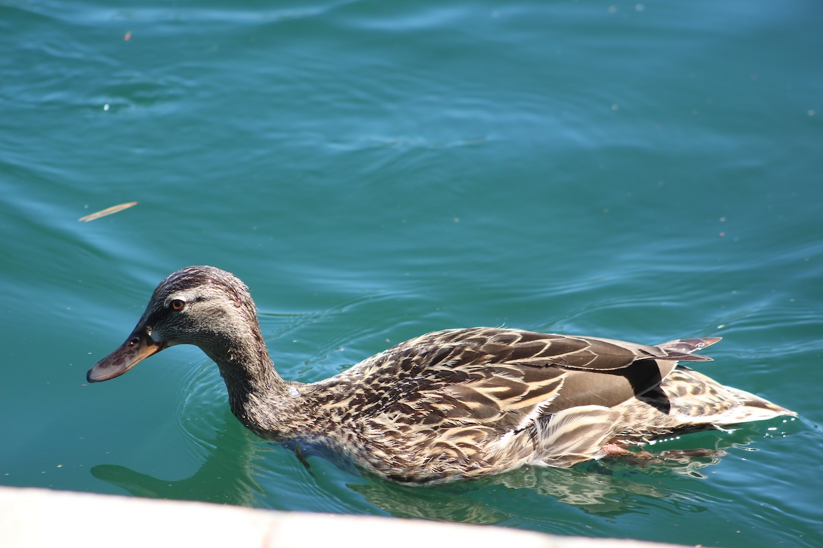 Mexican Duck - ML618116557
