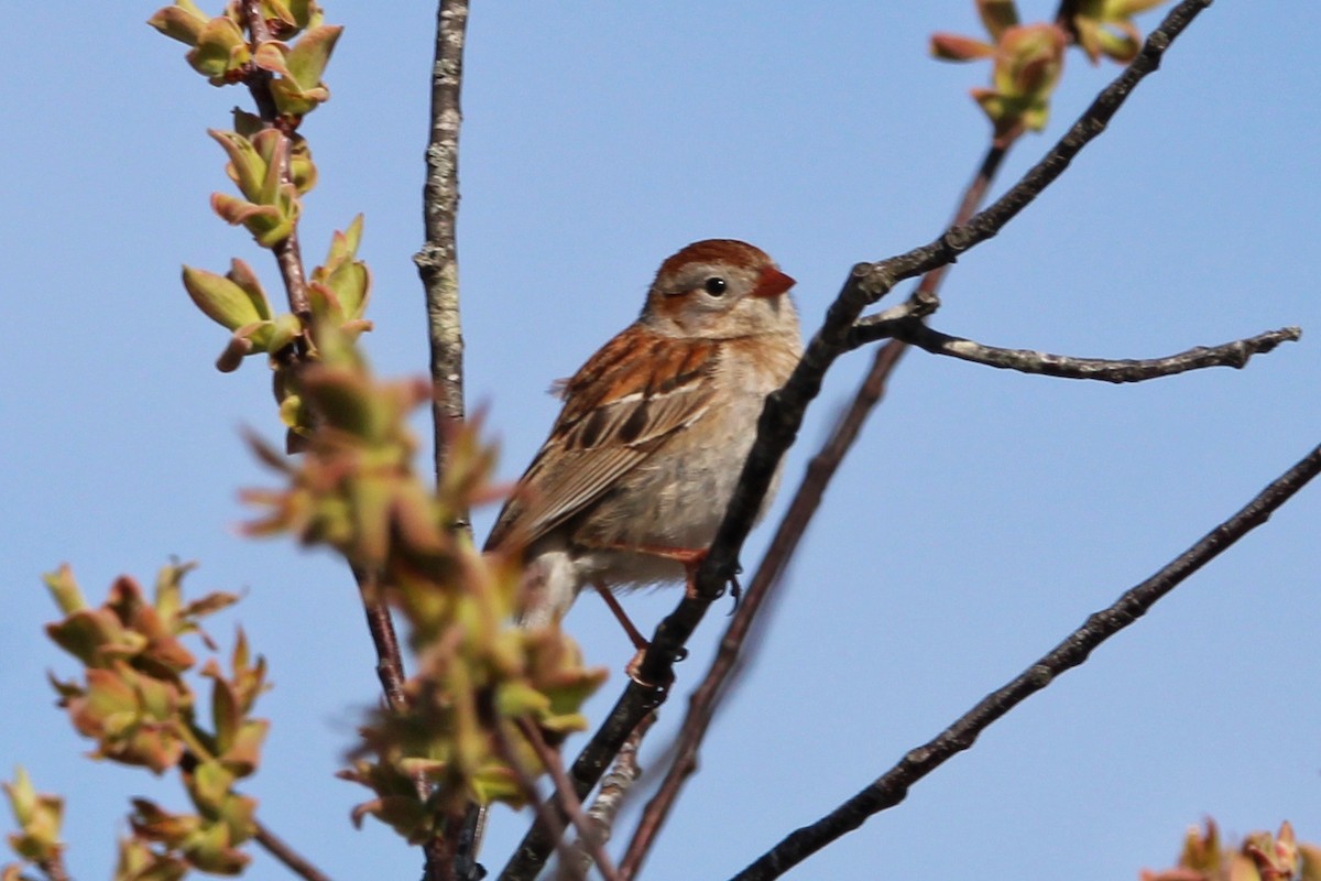 Field Sparrow - Brad Miles