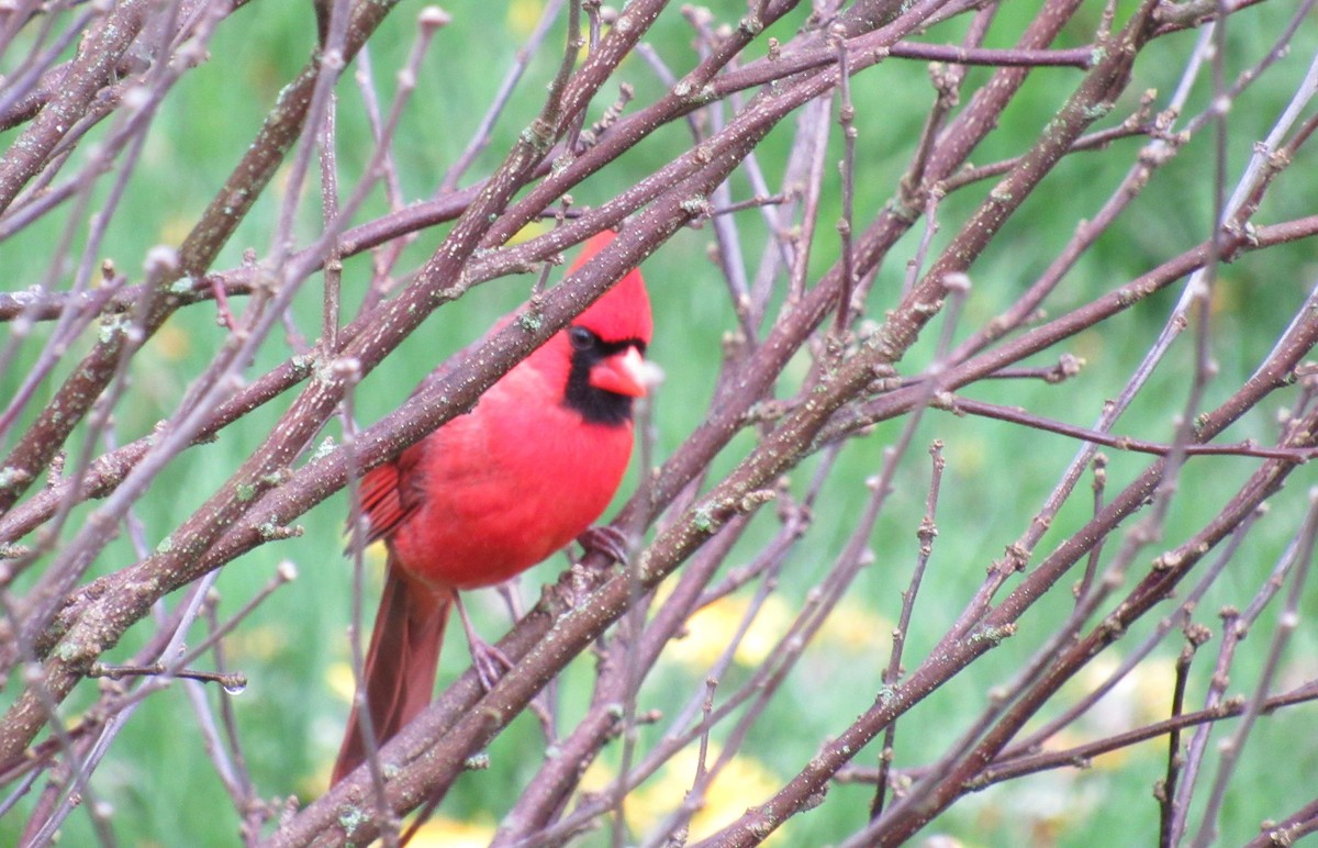 Northern Cardinal - Julie Perry