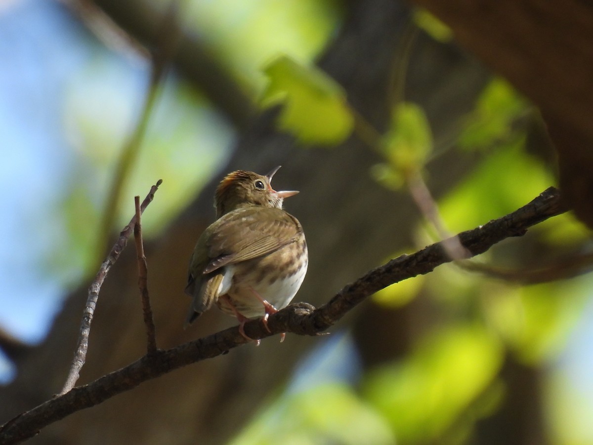 Ovenbird - Cynthia Nickerson