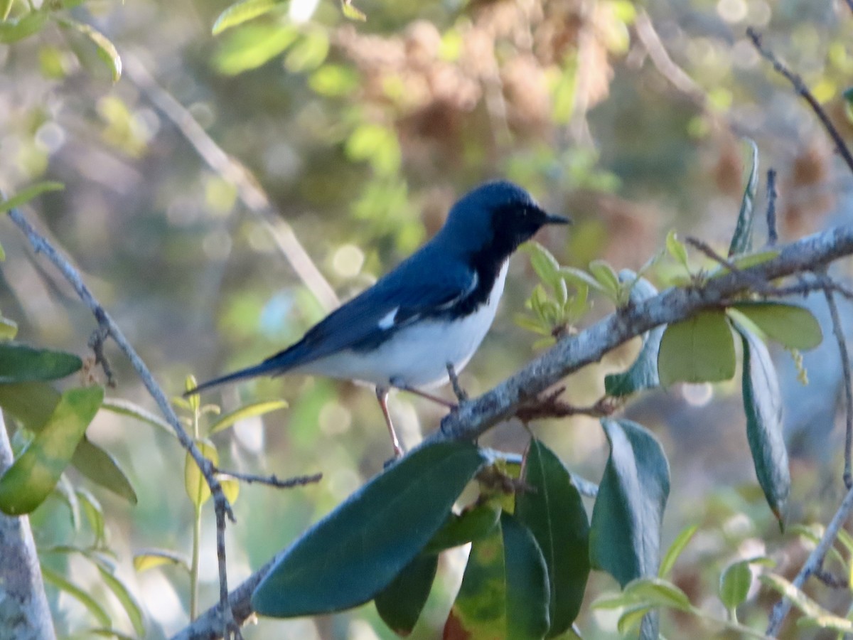 Black-throated Blue Warbler - ML618116596