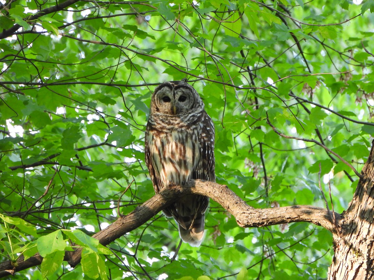 Barred Owl - Pete Huffer