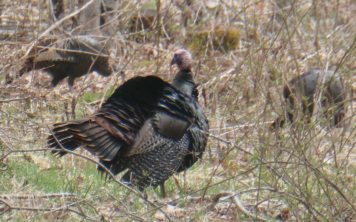 Wild Turkey - Cecile Boucher