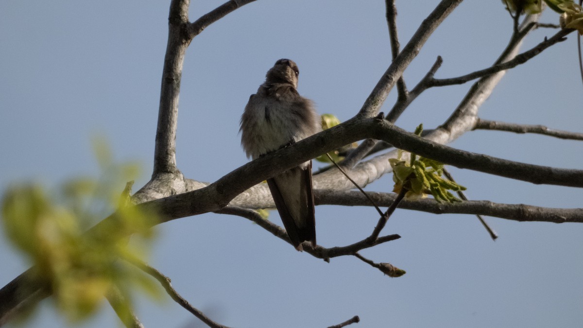 Northern Rough-winged Swallow - ML618116628