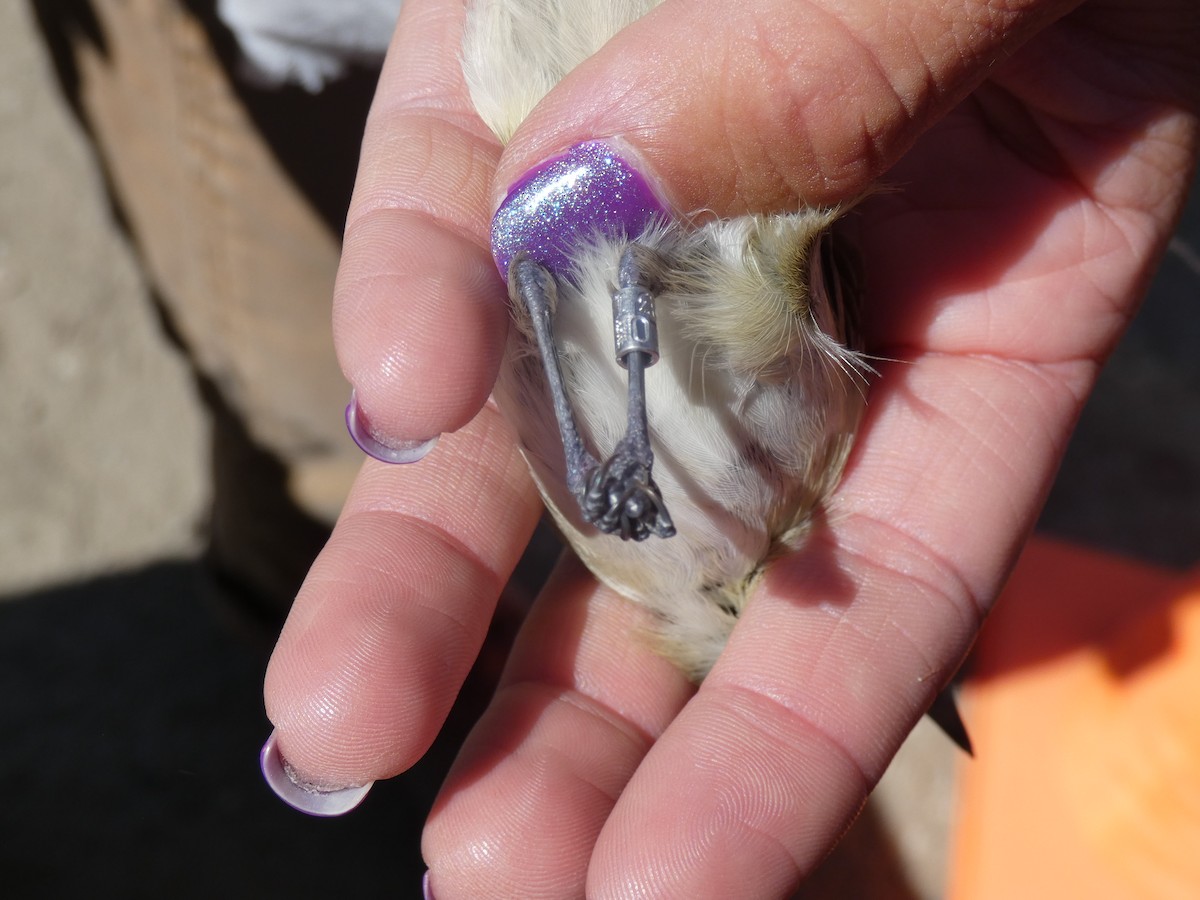 Warbling Vireo - Reeve Cowne