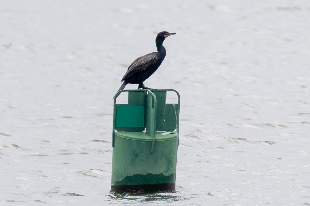 Double-crested Cormorant - James Davis