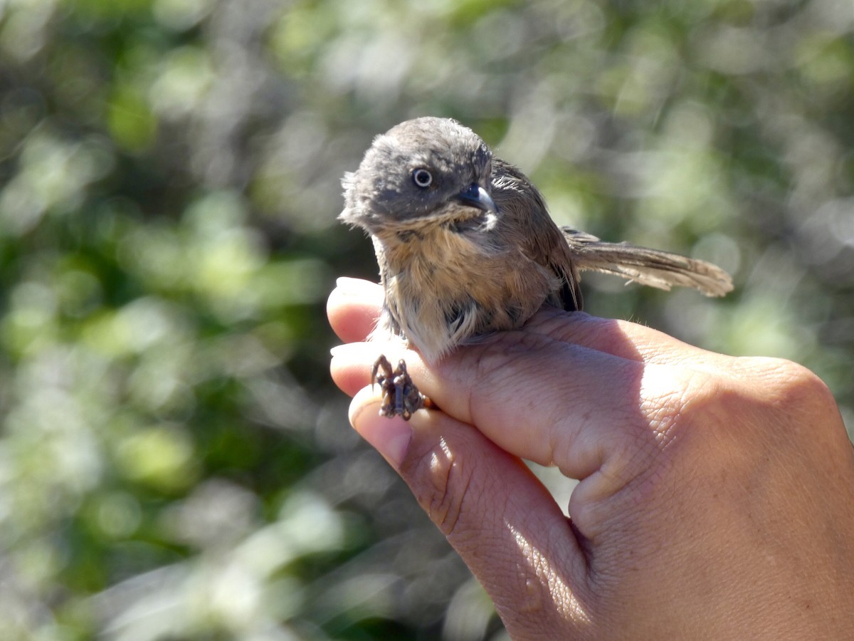 Wrentit - Reeve Cowne