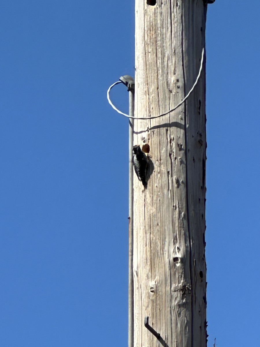 American Three-toed Woodpecker - Anthony Newcomer