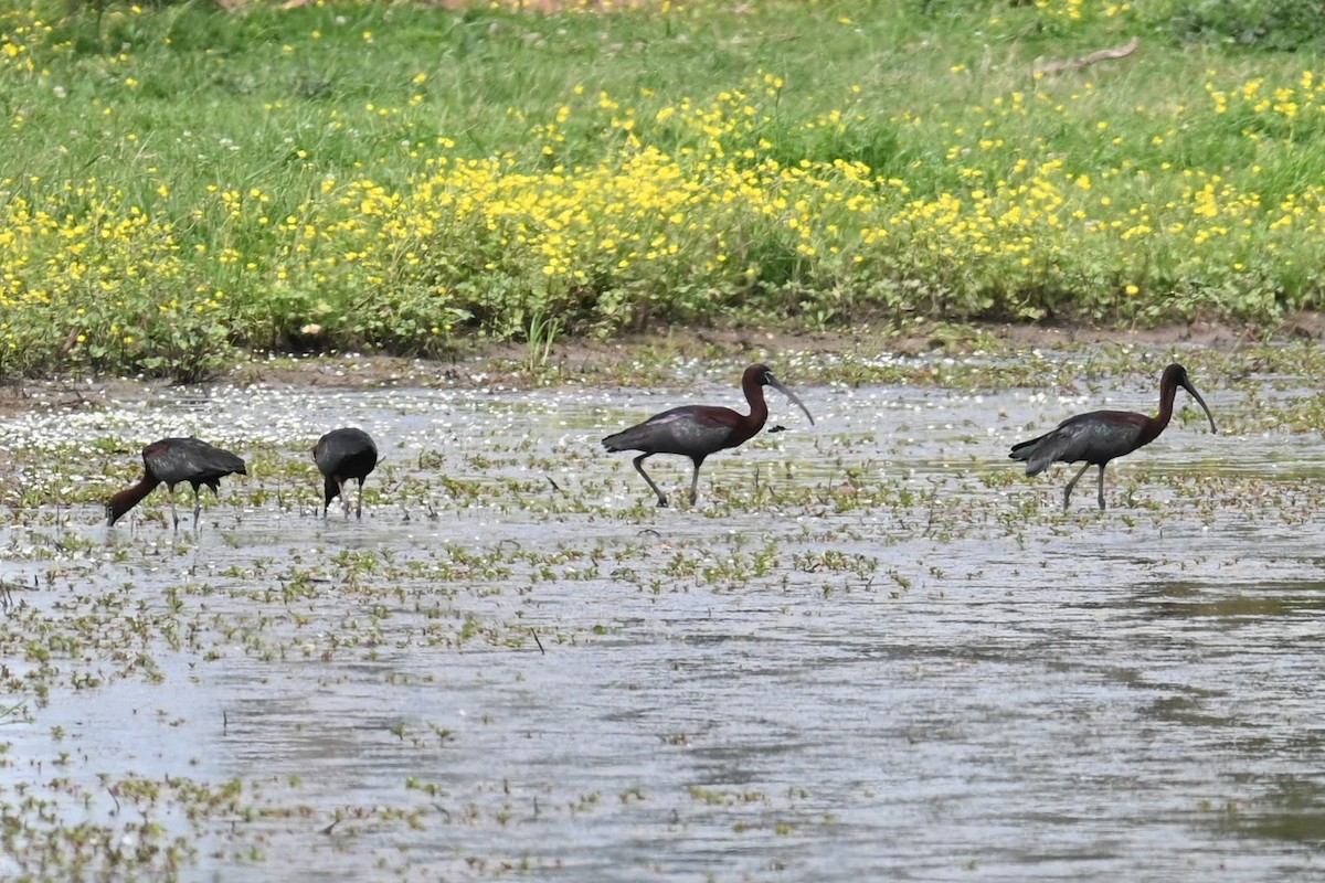 Glossy Ibis - Skylar Carson-Reynolds