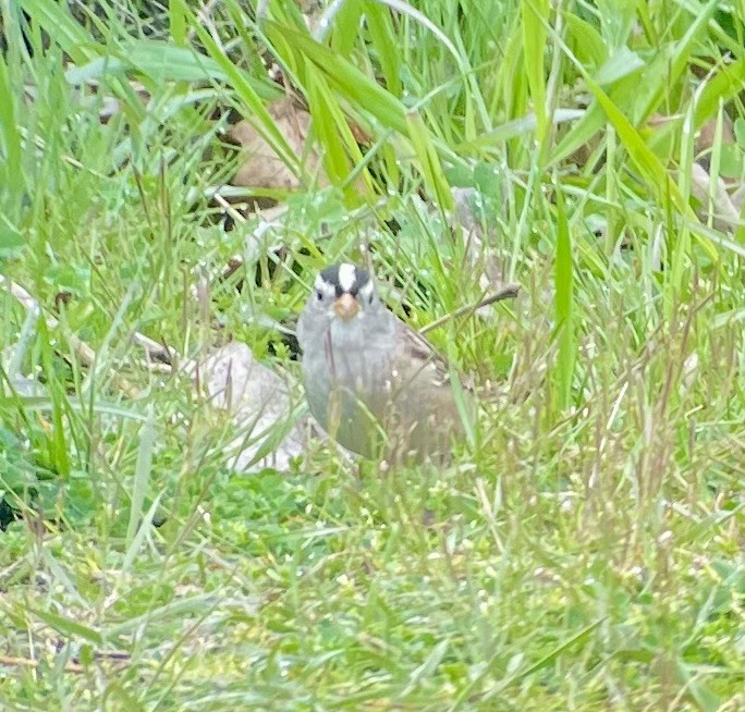 White-crowned Sparrow (Gambel's) - ML618116723