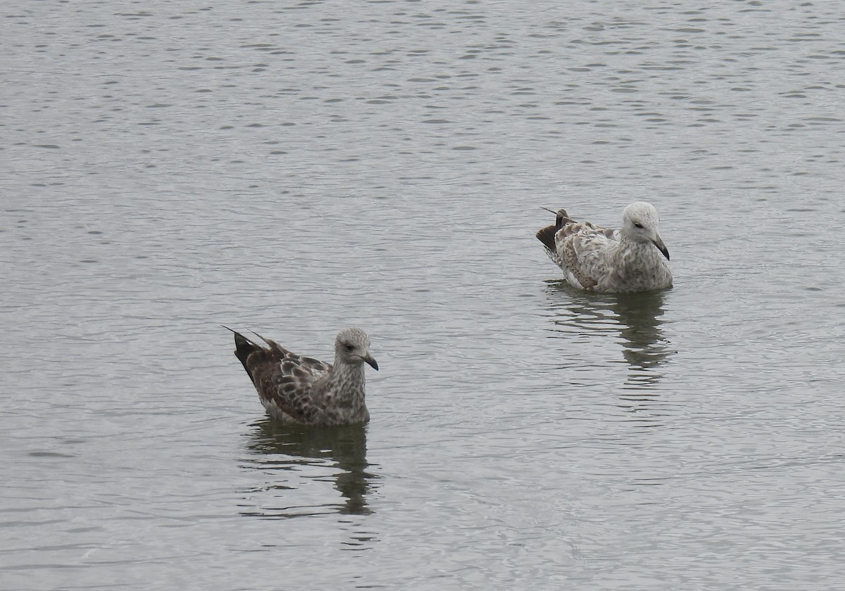 Herring Gull - Trish Berube