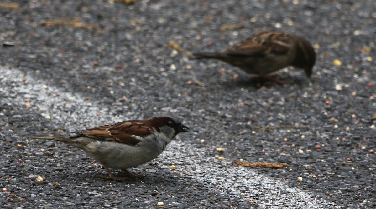 House Sparrow - Daniel Lebbin