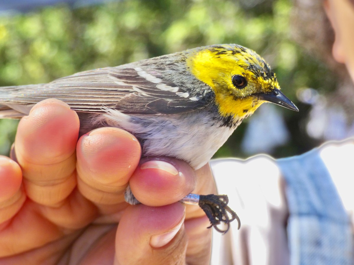 Hermit Warbler - Reeve Cowne