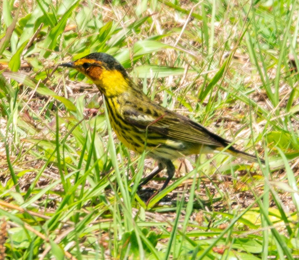 Cape May Warbler - Patrick Nielsen