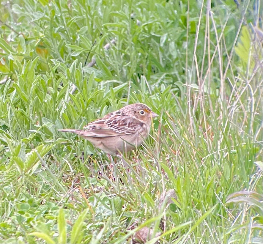 Grasshopper Sparrow - ML618116753