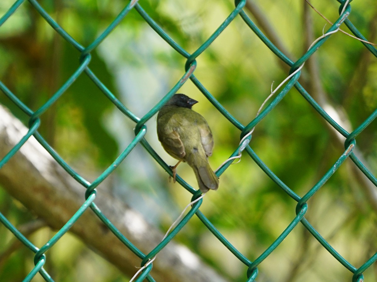 Black-faced Grassquit - Erich Hetzel