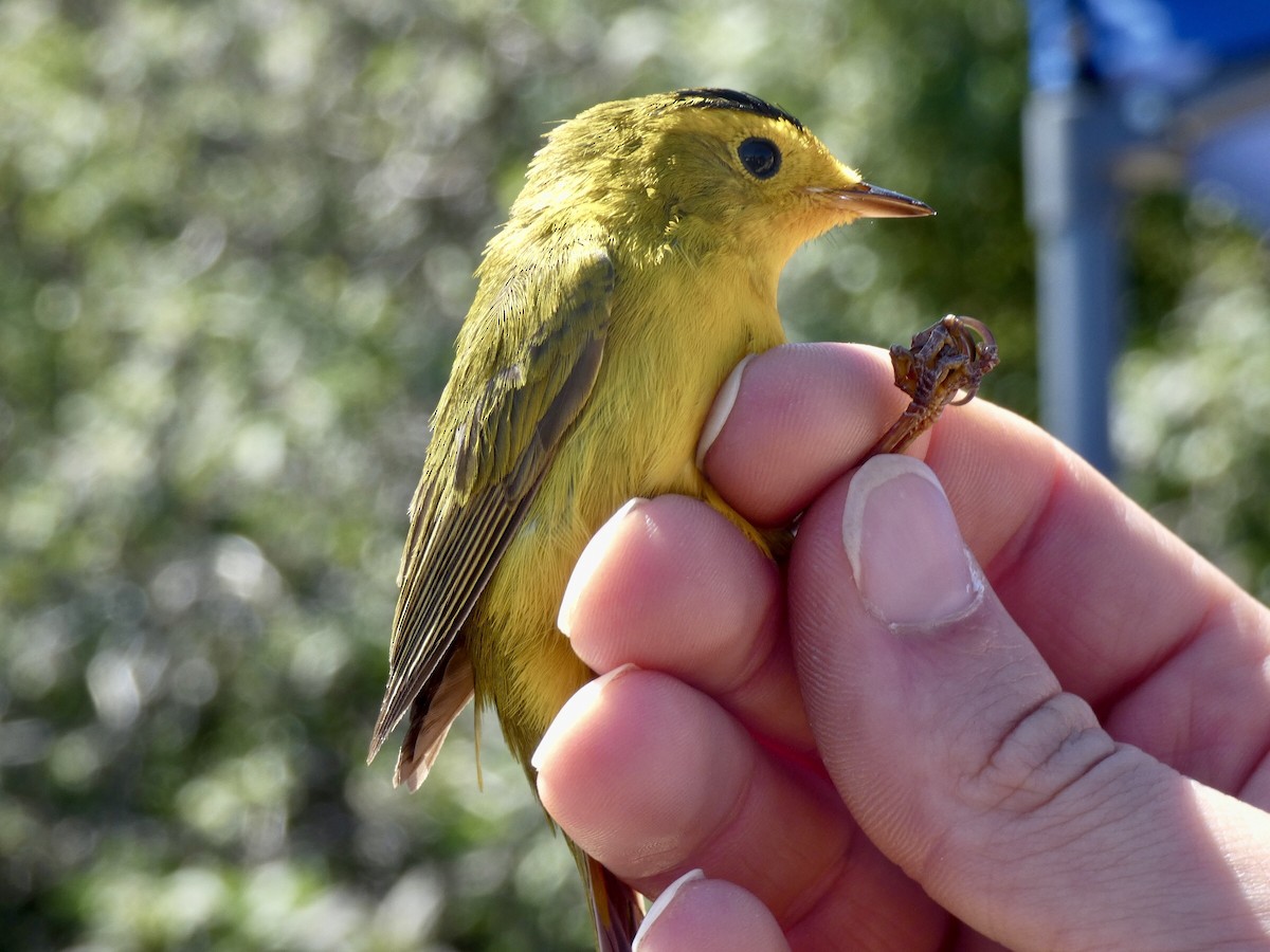 Wilson's Warbler - Reeve Cowne