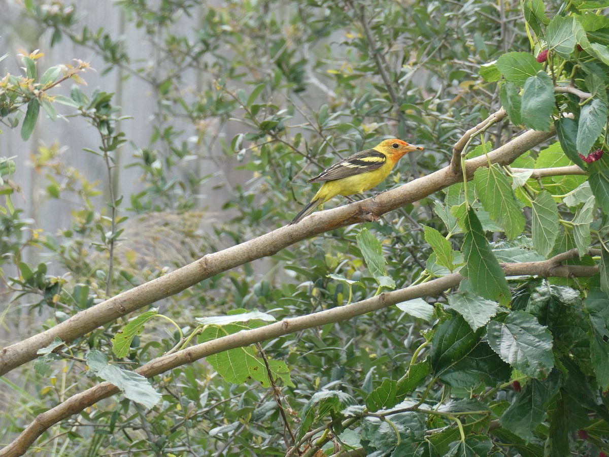 Western Tanager - ML618116765
