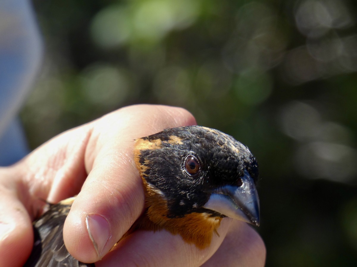 Black-headed Grosbeak - Reeve Cowne