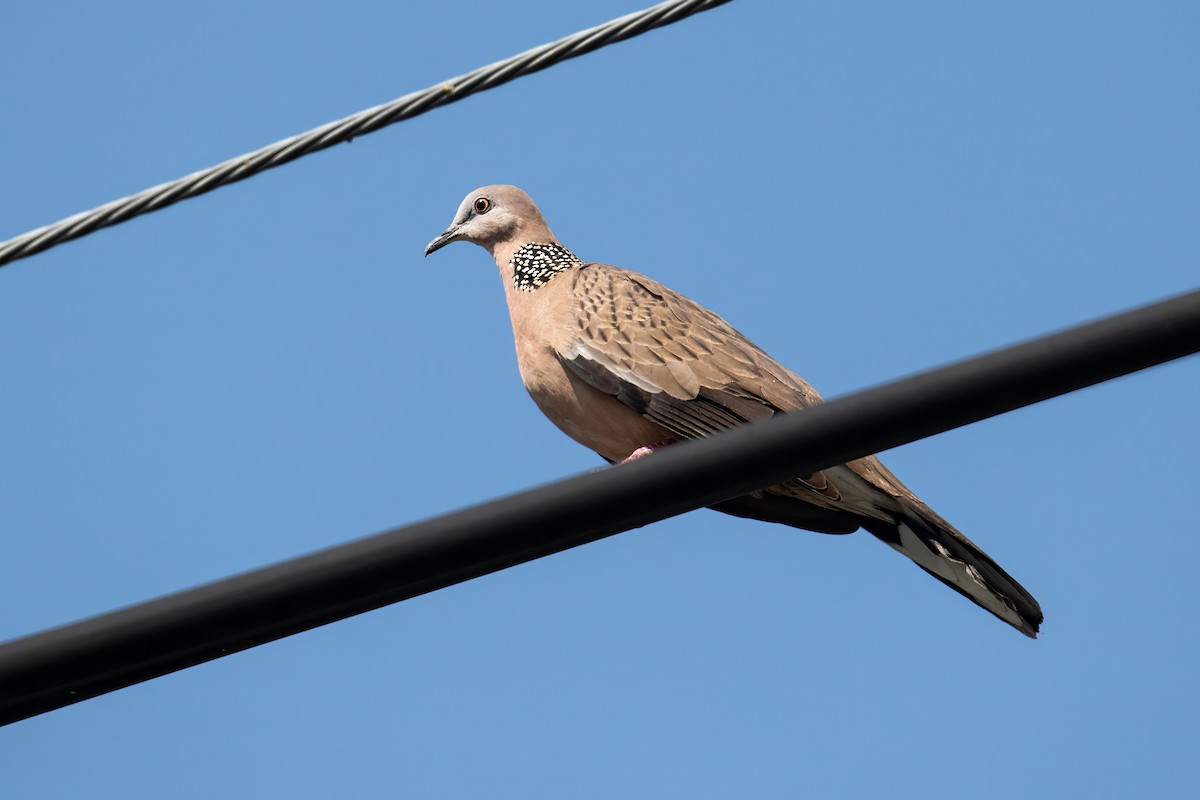 Spotted Dove - ML618116790